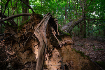 Fototapeta premium Un arbre déraciné