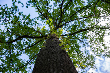 Un arbre et ses branches