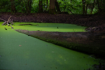 Un arbre dans le marécage