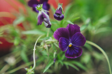 macro photo of flowers: pansies