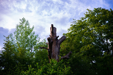 Un tronc d'arbre dans la clariere