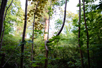Un arbre courbé dans la foret
