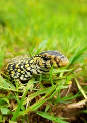 green snake in the grass