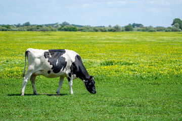 Loire-Atlantique, France-June 6, 2020: A cow grazes on grass in the marshes of Sainte Lumine de...