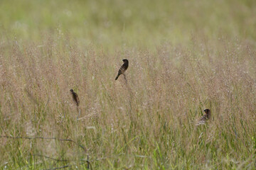 Java Sparrow is on a grass