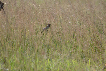 Java Sparrow is on a grass