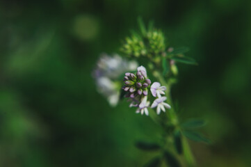  macro photo of purple clover meadow on blurred green grass background