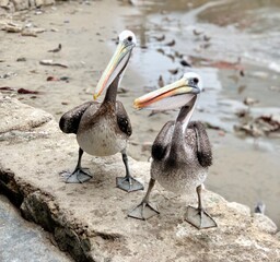 pelicans on the beach near fish market in Lima