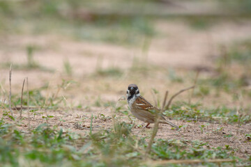 Java Sparrow is on a ground