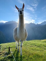 Beau lama blanc dans le Machu Picchu