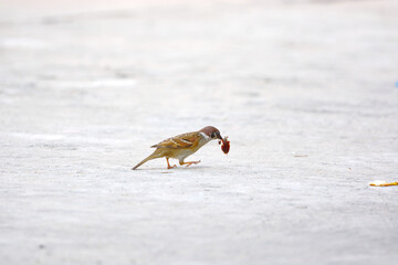 Java Sparrow is on a ground