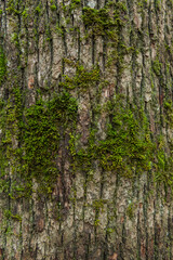 Obraz premium Mossy tree background. Beautiful tree pattern.