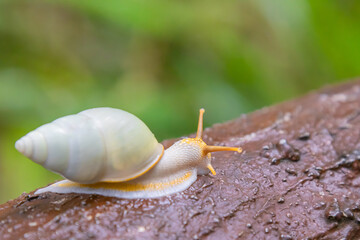White snail crawling in tropical forest on artificial wood by concrete