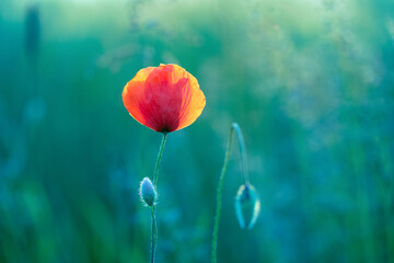 Wild poppy flower growing on a summer meadow