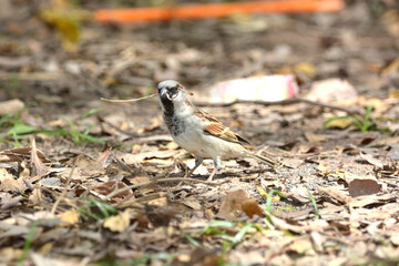 Java Sparrow is on a ground
