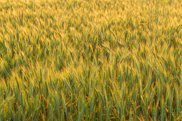 Wheat field. Background of ripening ears of wheat field.
