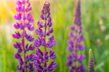 Lupine flowers blooming on a summer meadow