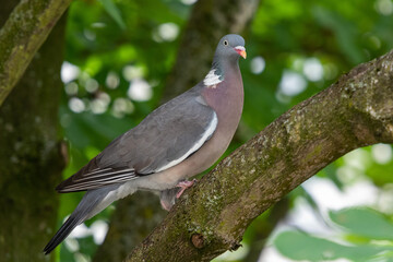 Taube in einer Kastanie