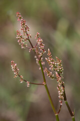 Macrophotographie de fleur sauvage - Rumex à thyrse - Rumex thyrsoides