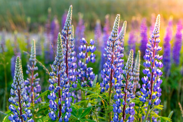 Obraz premium Lupine flowers blooming on a summer meadow