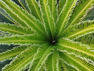 Fototapeta na wymiar Phoenix roebelenii (Pygmy Date Palm) plant leaves | green leaves| 