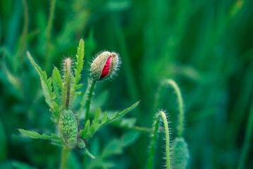 Bud of wild poppy flower growing on a summer meadow