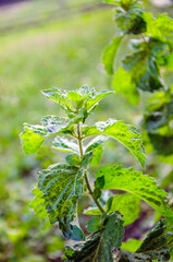 peppermint in nature, close-up of green mint