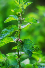 flowering peppermint, mint, mint flowering in nature,