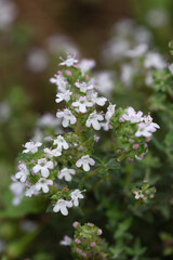 Macrophotographie de fleur sauvage - Thym commun - Thymus vulgaris