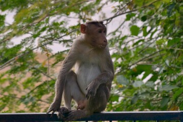 Naklejka na ściany i meble Monkey sitting on steel gate in national park
