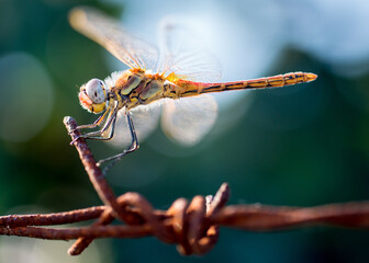 Dragonfly