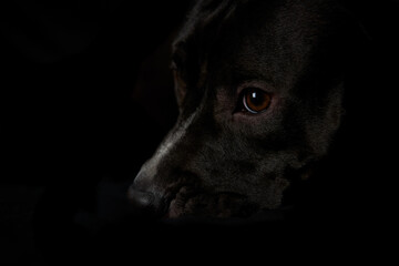 American pit bull terrier on dark background. Close up