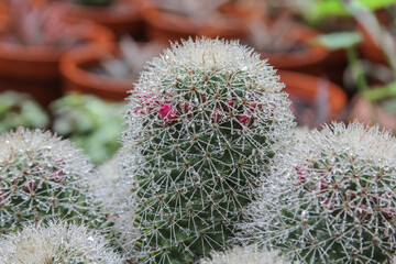 mammilaria kaktus in blüte mit millionen wassertropfen auf den stacheln nach einem sommerregen
