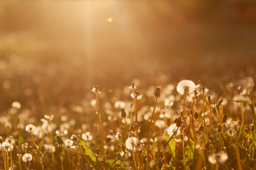  field with white dandelions at sunset. Field with white dandelions at golden hour