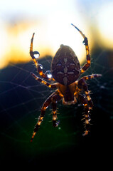 big spider close up on a web with drops of morning dew, Close up European garden spider