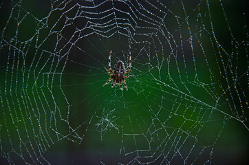 big spider close up on a web with drops of morning dew, Close up European garden spider