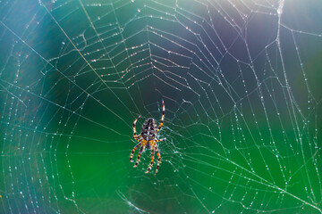 big spider close up on a web with drops of morning dew, Close up European garden spider