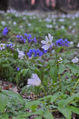 Fototapeta premium Spring bloom of snowdrops (anemone vulgaris) in the clearing in the forests of the Western Urals.