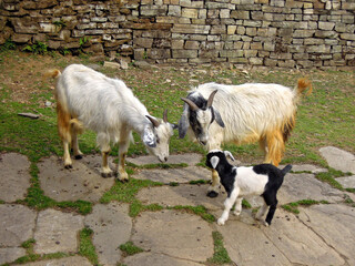 Fototapeta premium Goat family looking at the their kid on the rural street. Shot in Himalayan village during trekking to Everest