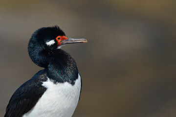 Rock Shag (Phalacrocorax magellanicus) standing on the cliffs of Bleaker Island in the Falkland...