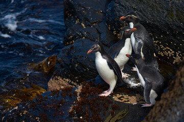 Southern Rockhopper Penguins (Eudyptes chrysocome) coming ashore on the rocky cliffs of Bleaker Island in the Falkland Islands