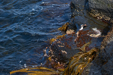 Southern Rockhopper Penguins (Eudyptes chrysocome) coming ashore on the rocky cliffs of Bleaker Island in the Falkland Islands