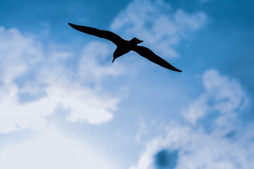 silhouette of a seagull