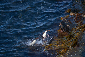 Fototapeta premium Southern Rockhopper Penguins (Eudyptes chrysocome) coming ashore on the rocky cliffs of Bleaker Island in the Falkland Islands
