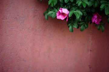 Rosehip bush with flowers in focus on the blurred pink fence background. Design element, copy space. Place for text. 