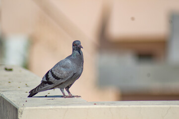 pigeon sitting on the railing