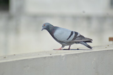 pigeon in the city