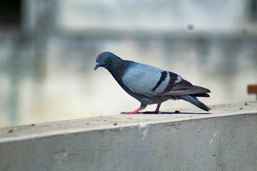 pigeon on a fence