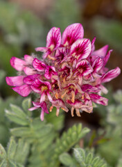 Macrophotographie de fleur sauvage - Vulnéraire des montagnes - Anthyllis montana