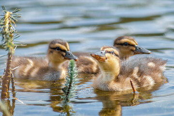 Entenküken im Wasser